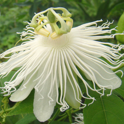 Passiflora incarnata Alba, Native Vines - Brushwood Nursery, Clematis Specialists
