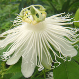 Passiflora incarnata Alba, Native Vines - Brushwood Nursery, Clematis Specialists