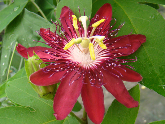 Passiflora Lady Margaret, Passion Flowers - Brushwood Nursery, Clematis Specialists