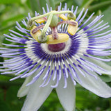 Passiflora mooreana, Passion Flowers - Brushwood Nursery, Clematis Specialists