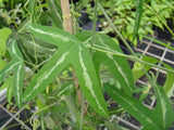 Passiflora lutea Sapelo, Native Vines - Brushwood Nursery, Clematis Specialists