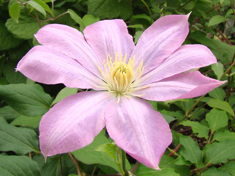Clematis Sixten's Gift, Large Flowered Clematis - Brushwood Nursery, Clematis Specialists