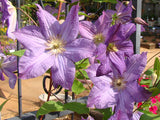 Clematis Solina, Small Flowered Clematis - Brushwood Nursery, Clematis Specialists