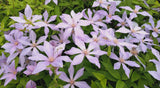 Clematis Sugar-Sweet Blue, Small Flowered Clematis - Brushwood Nursery, Clematis Specialists