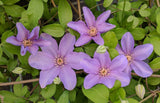 Clematis Sugar-Sweet Lilac, Small Flowered Clematis - Brushwood Nursery, Clematis Specialists