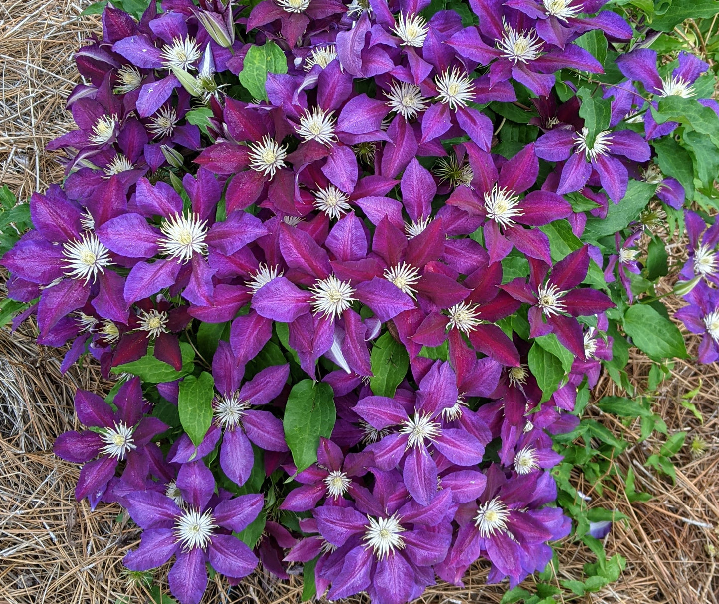 Clematis The Vagabond