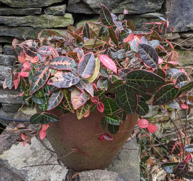 Trachelospermum Nagaba