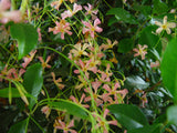 Trachelospermum Pink Showers