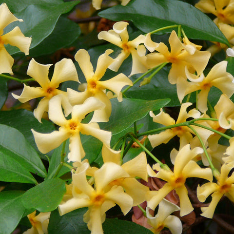 Trachelospermum Star of Tuscany, Jasmines - Brushwood Nursery, Clematis Specialists