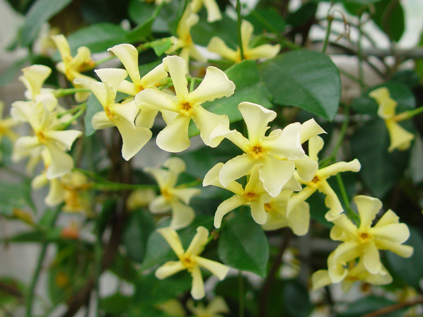Trachelospermum Mandianum