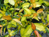 Trachelospermum Ogon Nishiki, Jasmines - Brushwood Nursery, Clematis Specialists
