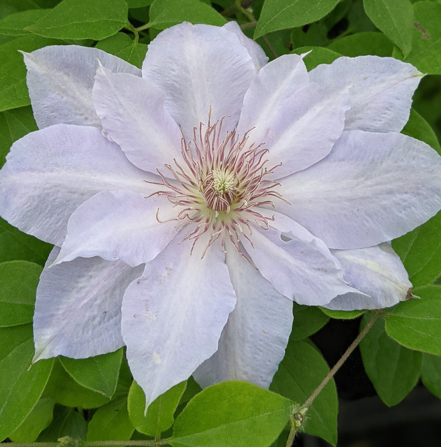 Clematis Tranquilite