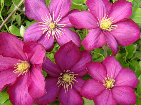 Clematis Ville de Lyon, Large Flowered Clematis - Brushwood Nursery, Clematis Specialists