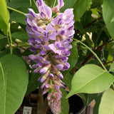 Wisteria frutescens Amethyst Falls, Native Vines - Brushwood Nursery, Clematis Specialists