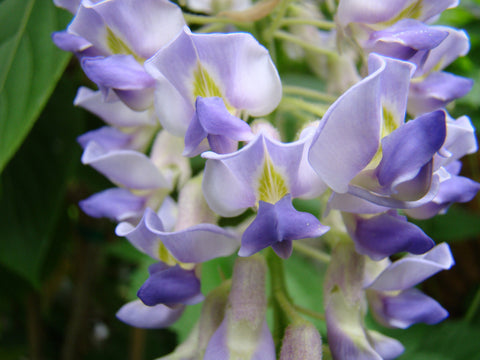 Wisteria Blue Moon, Native Vines - Brushwood Nursery, Clematis Specialists