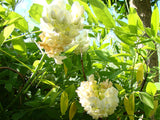 Wisteria frutescens Nivea, Native Vines - Brushwood Nursery, Clematis Specialists