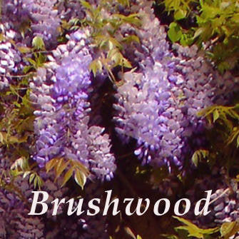 Wisteria macrostachys, Native Vines - Brushwood Nursery, Clematis Specialists