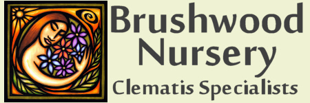 Brushwood Nursery, Clematis Specialists