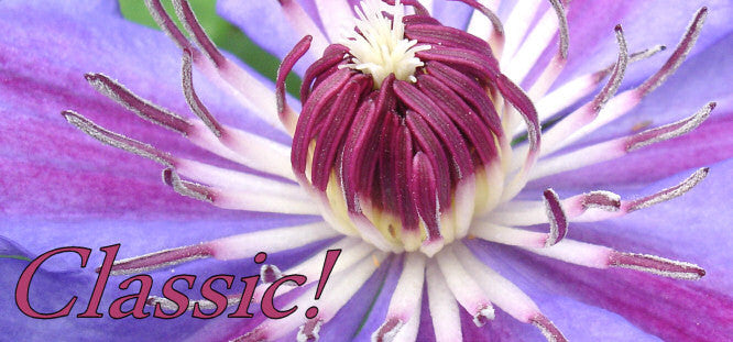 Large Flowered Clematis