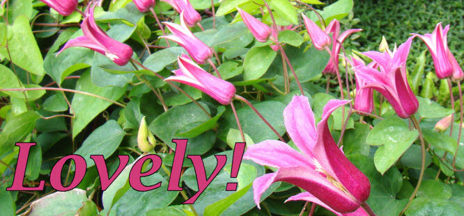 Small Flowered Clematis